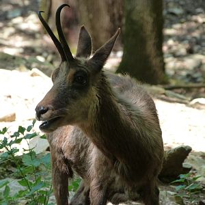 Pyrenean chamois -Zoodyssée (2025)