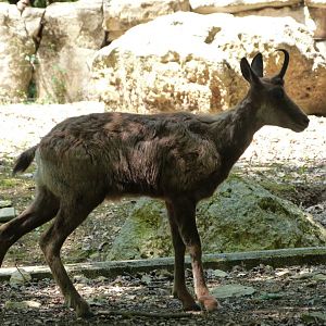 Pyrenean chamois -Zoodyssée (2025)