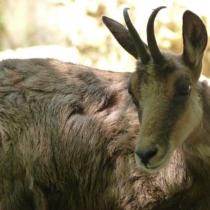 Pyrenean chamois -Zoodyssée (2025)
