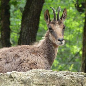 Pyrenean chamois -Zoodyssée (2025)