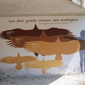 Size comparition of vultures and raven -Zoodyssée (2025)