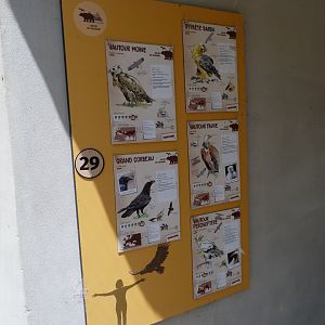 Signae within the aviary -Zoodyssée (2025)