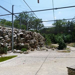 Western Eurasian griffon vulture and Western Egyptian vulture exhibit -Zoodyssée (2025)