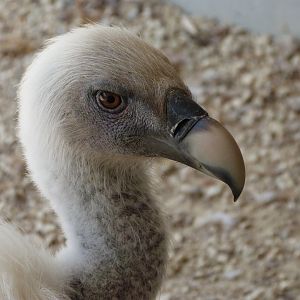 Western Eurasian griffon vulture -Zoodyssée (2025)