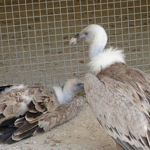 Western Eurasian griffon vultures -Zoodyssée (2025)