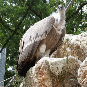 Western Eurasian griffon vulture -Zoodyssée (2025)