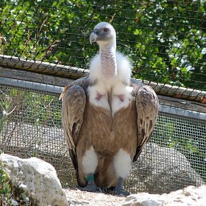 Western Eurasian griffon vulture -Zoodyssée (2025)