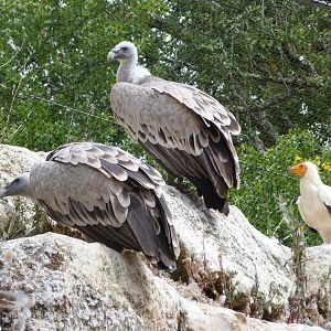 Western Eurasian griffon vultures and Western Egyptian vulture -Zoodyssée (2025)