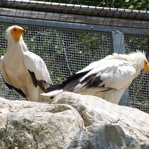 Western Egyptian vultures -Zoodyssée (2025)