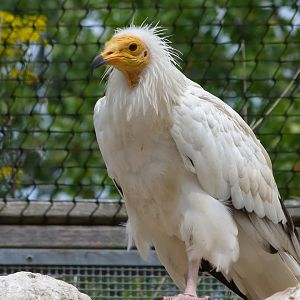 Western Egyptian vulture -Zoodyssée (2025)