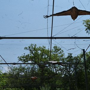 Vulture figures hanging from the aviary celling -Zoodyssée (2025)