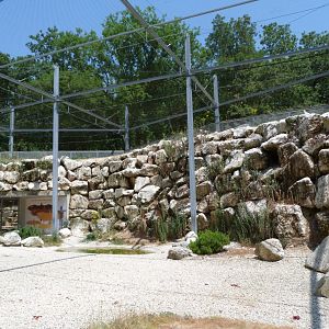 Western Eurasian griffon vulture and Western Egyptian vulture exhibit -Zoodyssée (2025)