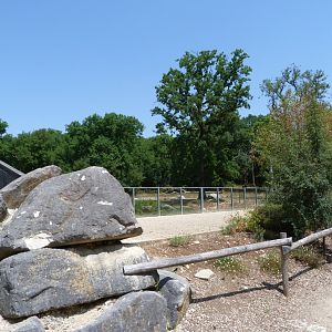 Eurasian brown bear exhibit viewing area -Zoodyssée (2025)