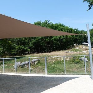 Eurasian brown bear exhibit viewing area -Zoodyssée (2025)