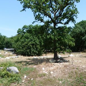 Eurasian brown bear exhibit -Zoodyssée (2025)