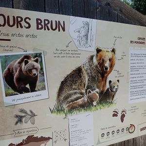 Eurasian brown bear sign -Zoodyssée (2025)