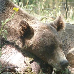 Eurasian brown bear -Zoodyssée (2025)