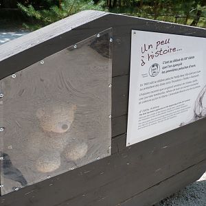 Teddy bear history and display case -Zoodyssée (2025)