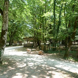 Return to "Odyssée des Forêts" -Zoodyssée (2025)