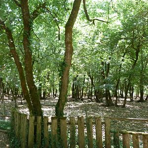 Central European wild boar exhibit -Zoodyssée (2025)