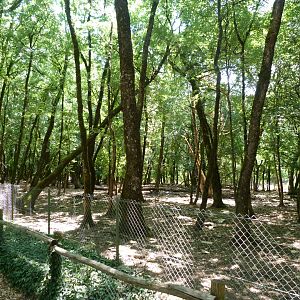 Central European wild boar exhibit -Zoodyssée (2025)