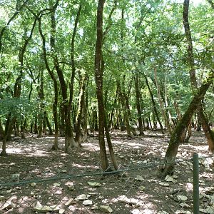 Central European wild boar exhibit -Zoodyssée (2025)