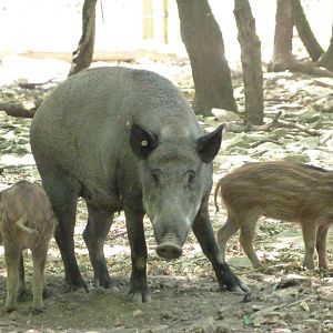 Central European wild boars -Zoodyssée (2025)