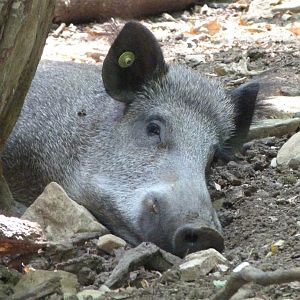 Central European wild boar -Zoodyssée (2025)