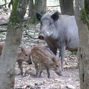Central European wild boars -Zoodyssée (2025)