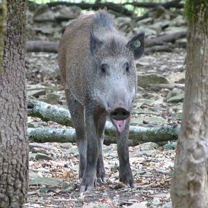 Central European wild boar -Zoodyssée (2025)