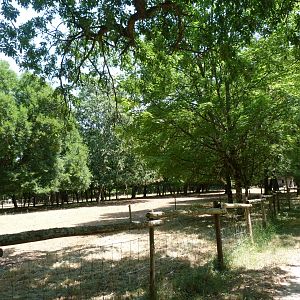 Konik horse exhibit -Zoodyssée (2025)