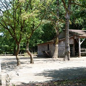 Konik horse exhibit -Zoodyssée (2025)