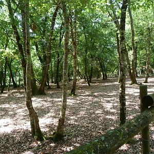 Reeves' muntjac exhibit -Zoodyssée (2025)