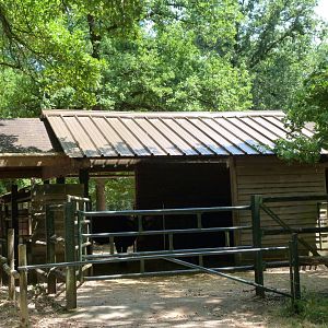 Heck's cattle stable -Zoodyssée (2025)