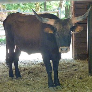 Heck's cattle -Zoodyssée (2025)