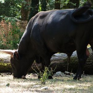 Heck's cattle -Zoodyssée (2025)