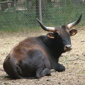 Heck's cattle -Zoodyssée (2025)