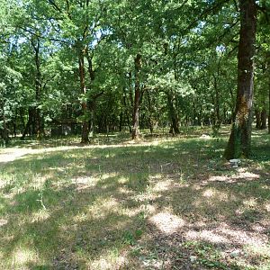 Western roe deer and Black stork exhibit -Zoodyssée (2025)