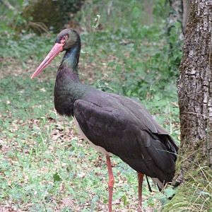 Black stork -Zoodyssée (2025)