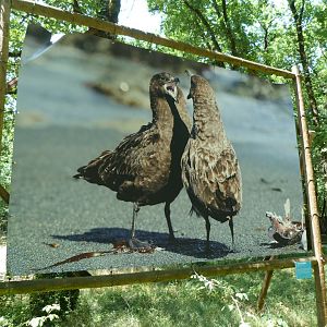 Great skua photograph -Zoodyssée (2025)