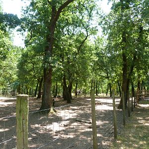 Domestic reindeer exhibit -Zoodyssée (2025)