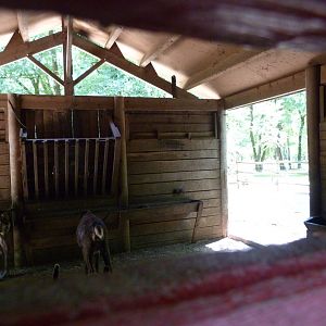 Domestic reindeer stable -Zoodyssée (2025)