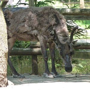 Domestic reindeer -Zoodyssée (2025)