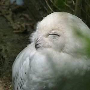 Snowy owl -Zoodyssée (2025)