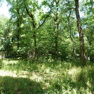 Northern lynx exhibit -Zoodyssée (2025)