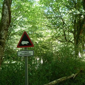 Lemming crossing sign -Zoodyssée (2025)