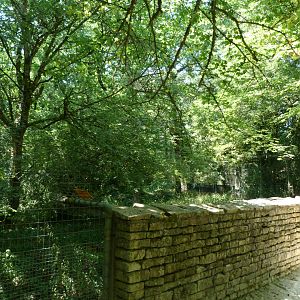 Northern lynx exhibit -Zoodyssée (2025)