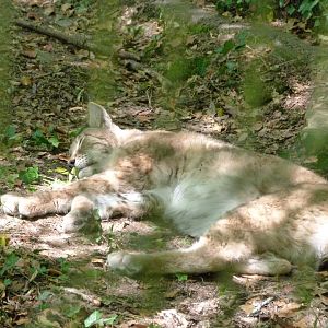 Northern lynx -Zoodyssée (2025)