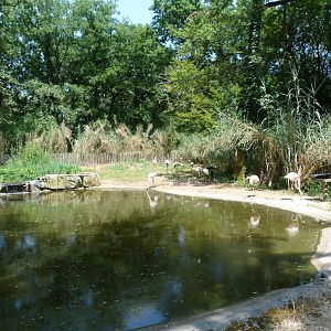 Greater flamingo exhibit -Zoodyssée (2025)