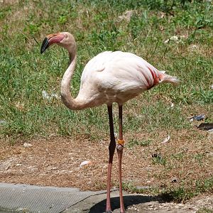 Greater flamingo -Zoodyssée (2025)